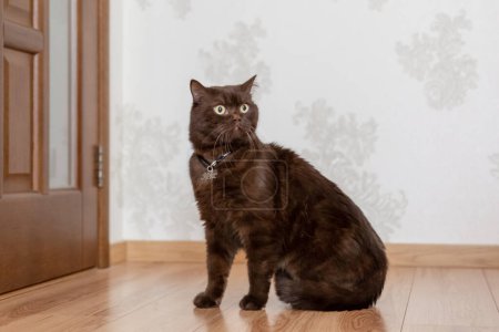 Téléchargez les photos : Cat Name Tag Keks. Brown scottish cat at home with tag - en image libre de droit