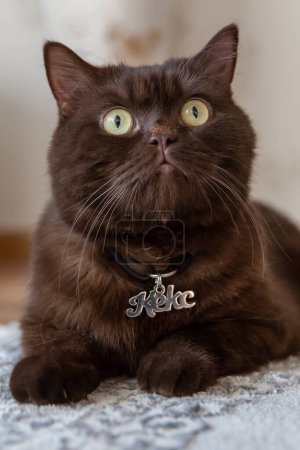 Téléchargez les photos : Cat Name Tag Keks. Brown scottish cat at home with tag - en image libre de droit