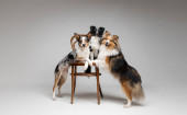 Group of dogs together on grey background. Shetland sheepdog breed with Border Collie dog in studio. Pet training, cute dog, smart dog. Kennel Poster #641991614