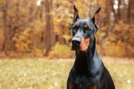 Foto de Powerful Doberman dog on an autumnal background, with leaves of gold and rust surrounding, exuding strength and loyalty - Imagen libre de derechos