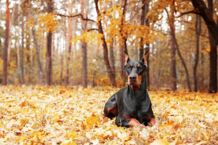 Photo for Powerful Doberman dog on an autumnal background, with leaves of gold and rust surrounding, exuding strength and loyalty - Royalty Free Image