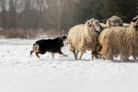 Australian Shepherd Dog hütet eine Gruppe Schafe. Die Arbeitsfähigkeit der Hunderasse. Arbeitshund