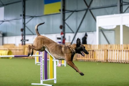 Photo for Energetic dog during an agility competition, showcasing agility, speed, and determination. Dog sport. - Royalty Free Image