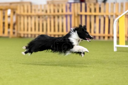 Foto de Perro enérgico durante una competencia de agilidad, mostrando agilidad, velocidad y determinación. Deporte perro. - Imagen libre de derechos