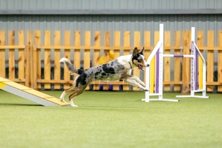 Foto de Perro enérgico durante una competencia de agilidad, mostrando agilidad, velocidad y determinación. Deporte perro. - Imagen libre de derechos