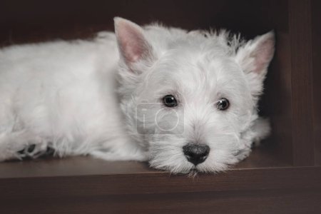 Photo for West Highland White Terrier puppy at home. Cute puppy. Kennel. Dog litter - Royalty Free Image