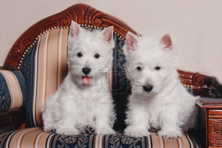 Photo for West Highland White Terrier puppies at home. Group of dogs. Cute pups. Kennel. Dog litter - Royalty Free Image