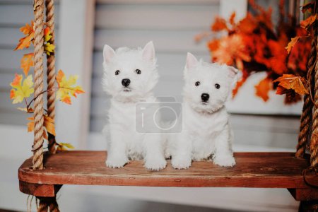 Photo for West Highland White Terrier puppies at home. Group of dogs. Cute pups. Kennel. Dog litter - Royalty Free Image
