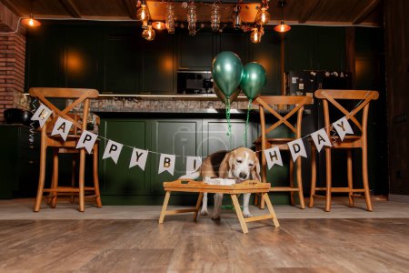 Foto de Perro Feliz Cumpleaños. Cría de perros Beagle. Feliz perro comiendo delicioso pastel. Fiesta de perros en casa - Imagen libre de derechos
