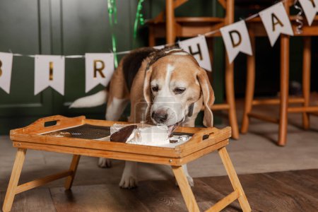 Foto de Perro Feliz Cumpleaños. Cría de perros Beagle. Feliz perro comiendo delicioso pastel. Fiesta de perros en casa - Imagen libre de derechos