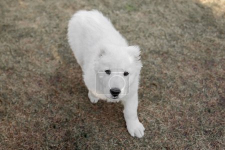 Foto de Central Asian Shepherd Dog cachorro. Cachorro blanco. Basura de perro. La perrera. Gigante perro crianza cachorro - Imagen libre de derechos