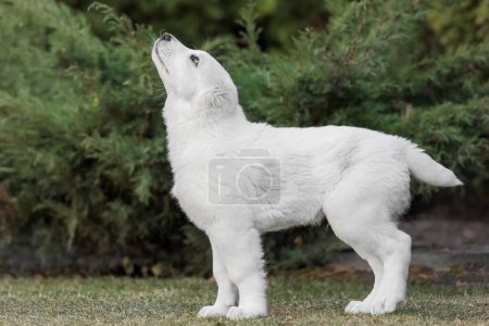 Photo for Central Asian Shepherd Dog puppy. White puppy. Dog litter. Kennel. Gigant dog breed puppy - Royalty Free Image