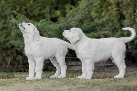 Foto de Central Asian Shepherd Dog cachorro. Cachorro blanco. Basura de perro. La perrera. Gigante perro crianza cachorro - Imagen libre de derechos