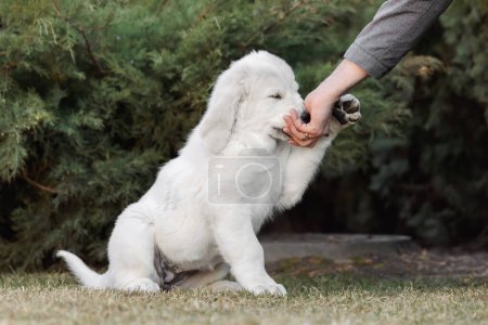Photo for Central Asian Shepherd Dog puppy. White puppy. Dog litter. Kennel. Gigant dog breed puppy - Royalty Free Image