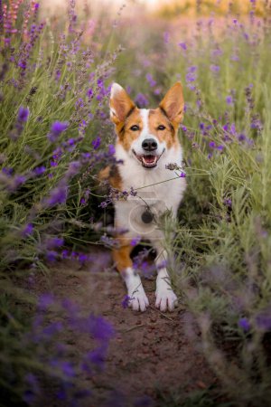 Ein Hund in einem Lavendelfeld