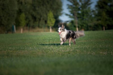 Foto de Un perro con ojos azules está en un campo de hierba. - Imagen libre de derechos