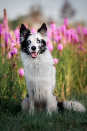 Photo for A border collie dog in a field of flowers - Royalty Free Image