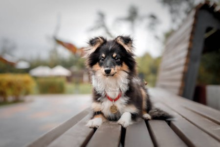 A dog with a red collar sits on a wooden bench.