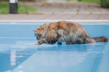 Foto de Un gato está mirando a una piscina llena de agua - Imagen libre de derechos