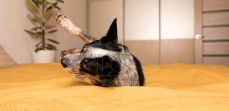 Photo for Blue heeler dog laying on a bed with a yellow blanket. Life with dog. Pet Friendly home - Royalty Free Image