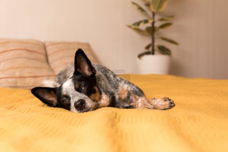 Photo for Blue heeler dog laying on a bed with a yellow blanket. Life with dog. Pet Friendly home - Royalty Free Image