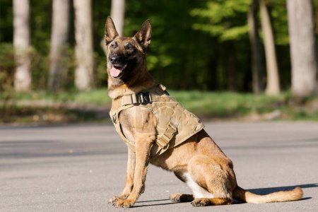 Malinois dog wearing a vest in a park. Police dog. Guard dog. Dog collar.