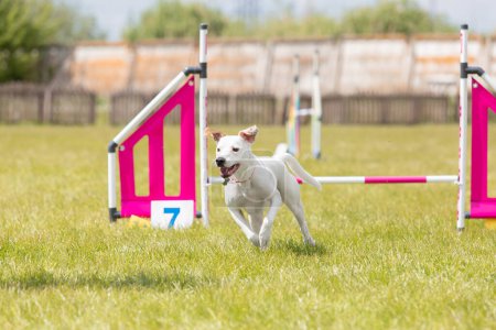 Téléchargez les photos : Croisement chien saute par-dessus un obstacle d'un cours d'agilité - en image libre de droit
