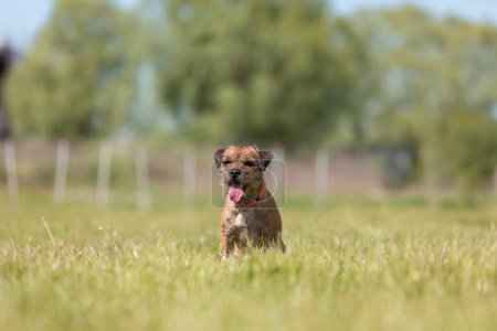 Foto de Lindo perro terrier frontera pura raza en el campo - Imagen libre de derechos