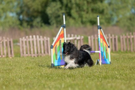 Hund springt über Hürde eines Geschicklichkeitsparcours. Agility-Wettbewerb, Hundesport