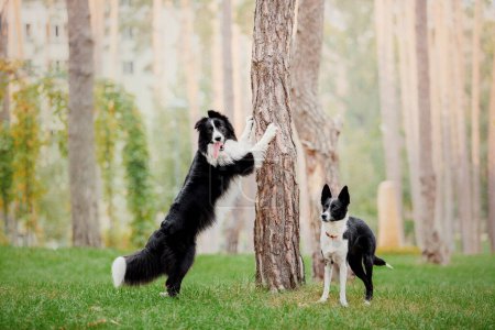 Foto de Energetic Border Collie Dogs Frolic y Bond en el entorno escénico del parque, capturando la alegre camaradería canina - Imagen libre de derechos