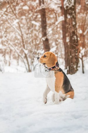 Foto de El perro Beagle en el paisaje nevado - la foto cautivadora de la acción que captura el encanto y la alegría de esta raza hermosa en invierno - Imagen libre de derechos