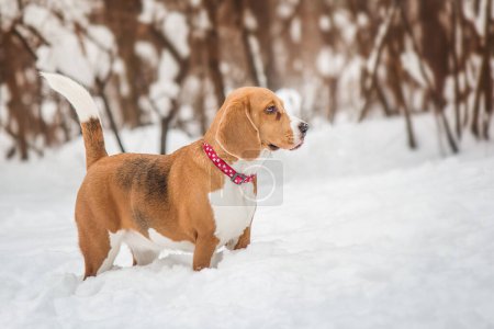 Foto de El perro Beagle en el paisaje nevado - la foto cautivadora de la acción que captura el encanto y la alegría de esta raza hermosa en invierno - Imagen libre de derechos
