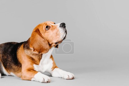 Téléchargez les photos : Beau chien beagle sur fond de studio gris - une photo de collection captivante capturant le charme et l'élégance de cette race bien-aimée. Les yeux expressifs du beagle et ses adorables oreilles flottantes en font un sujet parfait pour les amoureux des animaux de compagnie - en image libre de droit