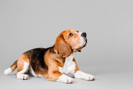Schöner Beagle-Hund auf grauem Studiohintergrund - ein fesselndes Archivfoto, das den Charme und die Eleganz dieser geliebten Rasse einfängt. Die ausdrucksstarken Augen und entzückenden Schlappohren des Beagle machen ihn zu einem perfekten Motiv für Tierliebhaber