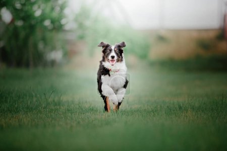 Photo for Australian Shepherd (Aussie) dog strolling in a beautiful urban park - a delightful stock photo capturing the energetic and playful nature of this intelligent and loyal breed in a picturesque city setting. - Royalty Free Image