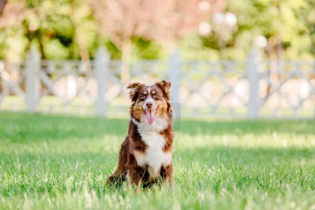 Photo for Australian Shepherd (Aussie) dog strolling in a beautiful urban park - a delightful stock photo capturing the energetic and playful nature of this intelligent and loyal breed in a picturesque city setting - Royalty Free Image