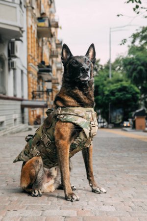 Dog armor. Dog in a bulletproof vest. Belgian Shepherd Malinois dog