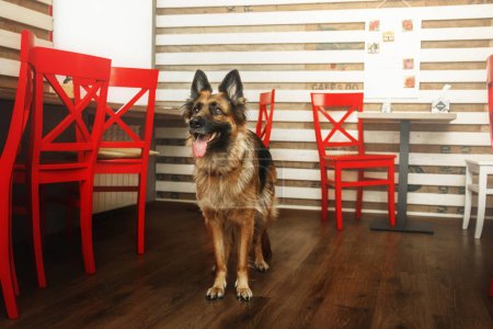 Photo for German Shepherd dog on kitchen floor begs for food. Life at home with a beloved pet - Royalty Free Image