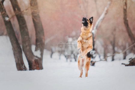 Photo for German Shepherd Dog Catching Flying Disc: Sporty Canine Training - Royalty Free Image