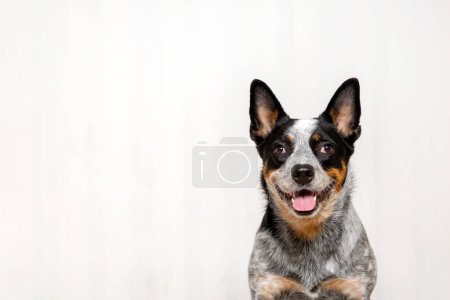 Portrait de chien avec des émotions drôles. Fond blanc. Drôle d'expression du visage de chien. Race bovine australienne chien