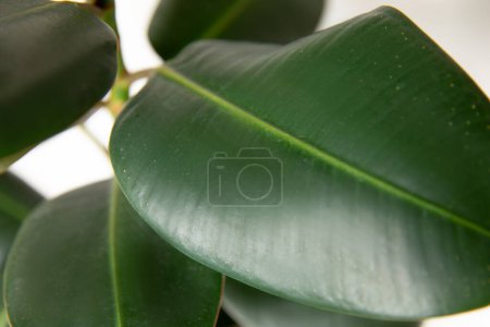 Foto de Ficus elastica planta (árbol de goma) con fondo blanco - Imagen libre de derechos