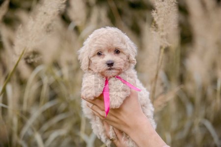 Entzückende Malteser und Pudel-Mischling Welpe oder Maltipoo Hund im Park. Herbstzeit