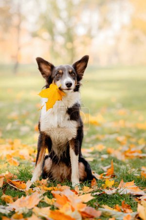 Border collie dog holding leaf in his mouth. Yellow leaf. Autumn concept. Autumn leaves. Fall season