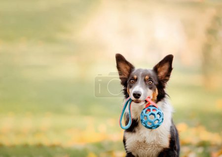 Border collie dog holding bright toy in mouth. Fall season and autumn colors