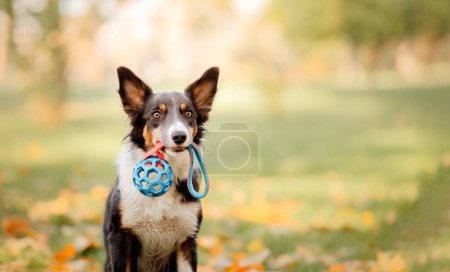 Border Collie Hund hält buntes Spielzeug im Maul. Herbstzeit und Herbstfarben