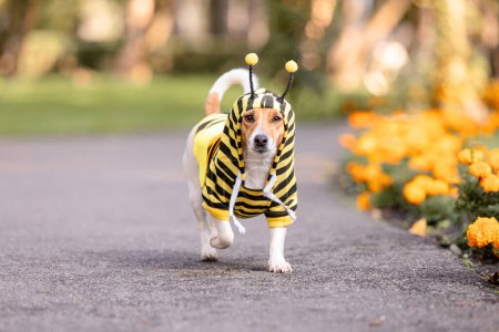 A dog dressed as a bee in a park. Jack Russell terrier dog breed