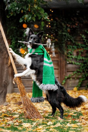 Foto de Vacaciones de Halloween y Acción de Gracias. Perro con calabazas en el bosque. Frontera Collie perro - Imagen libre de derechos