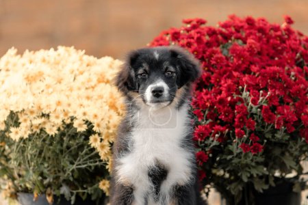 Photo for Australian Shepherd puppy. Fall season - Royalty Free Image