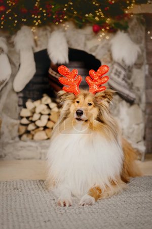 Foto de Lindo perro con cuernos de reno. Árbol de Navidad. Feliz Año Nuevo, fiestas de Navidad y celebración. Perro collie áspero - Imagen libre de derechos