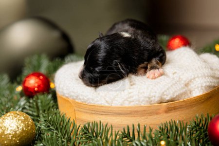 Foto de Tema navideño. cachorro recién nacido en corona en verde profundo. - Imagen libre de derechos